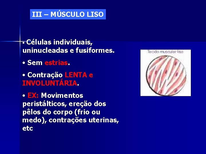 III – MÚSCULO LISO Células individuais, uninucleadas e fusiformes. • • Sem estrias. •
