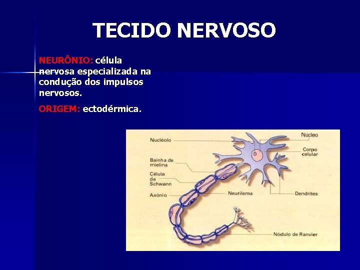 TECIDO NERVOSO NEURÔNIO: célula nervosa especializada na condução dos impulsos nervosos. ORIGEM: ectodérmica. 