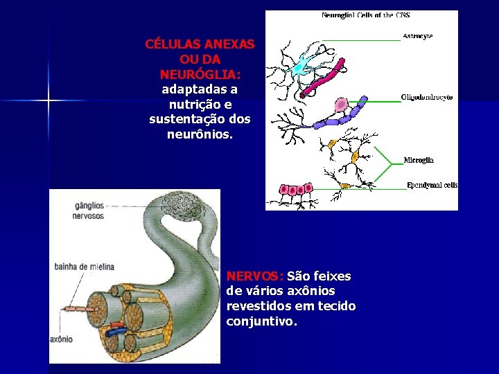 CÉLULAS ANEXAS OU DA NEURÓGLIA: adaptadas a nutrição e sustentação dos neurônios. NERVOS: São