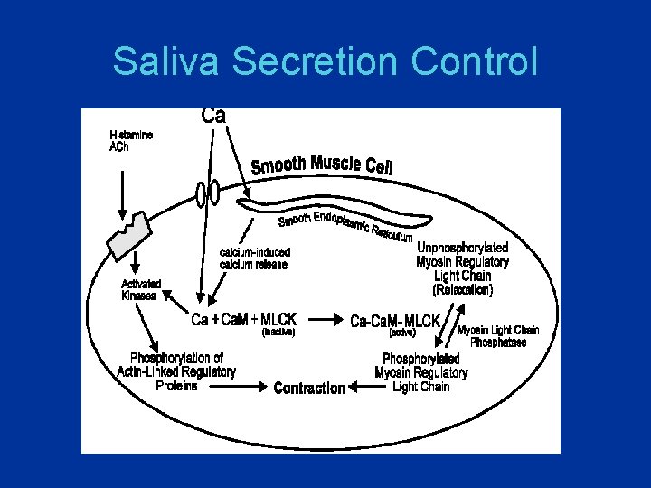 Saliva Secretion Control 