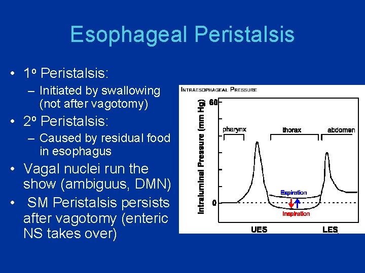 Esophageal Peristalsis • 1 o Peristalsis: – Initiated by swallowing (not after vagotomy) •