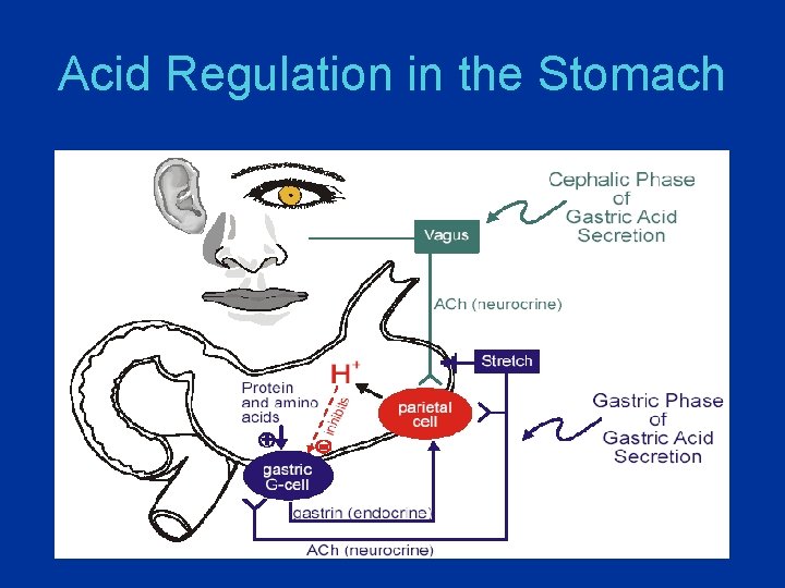 Acid Regulation in the Stomach 