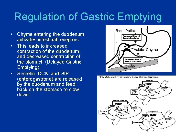 Regulation of Gastric Emptying • Chyme entering the duodenum activates intestinal receptors. • This
