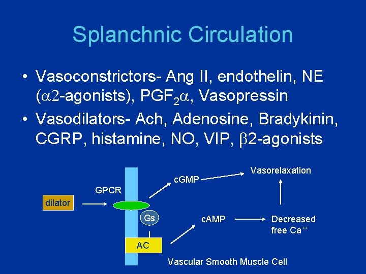 Splanchnic Circulation • Vasoconstrictors- Ang II, endothelin, NE (a 2 -agonists), PGF 2 a,