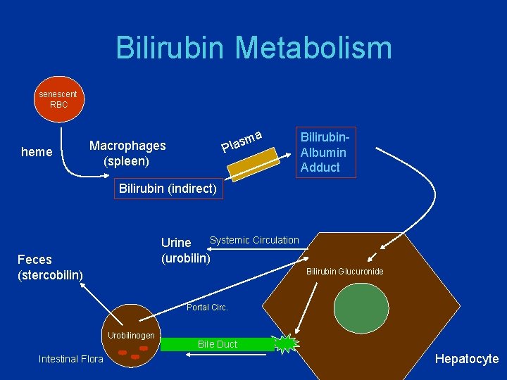 Bilirubin Metabolism senescent RBC heme a m s a Pl Macrophages (spleen) Bilirubin. Albumin