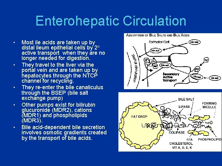 Enterohepatic Circulation • • • Most ile acids are taken up by distal ileum