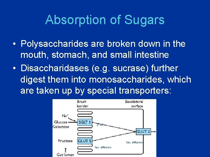 Absorption of Sugars • Polysaccharides are broken down in the mouth, stomach, and small