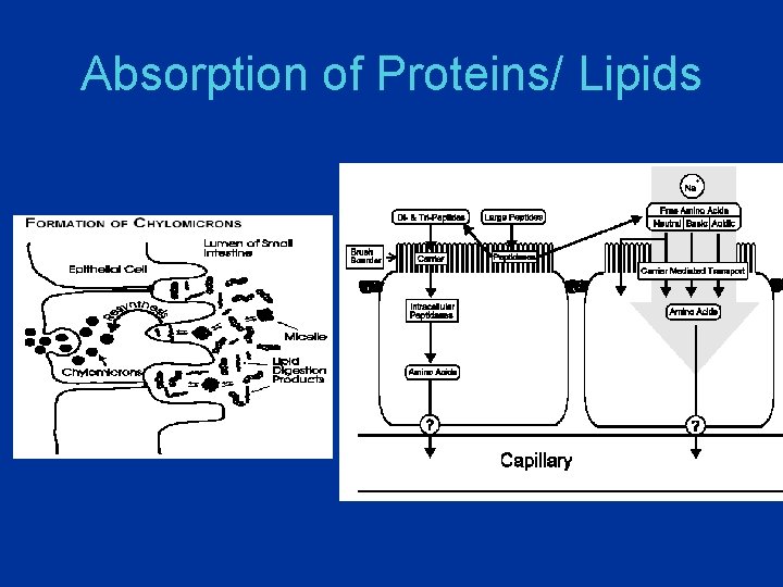 Absorption of Proteins/ Lipids 