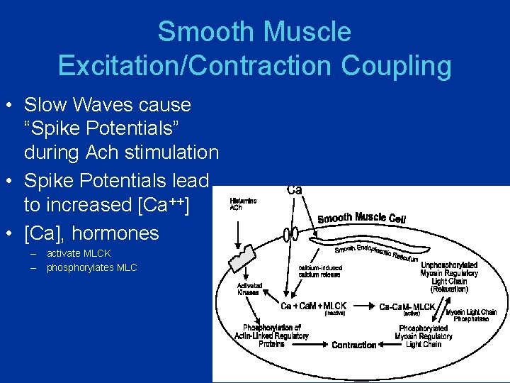 Smooth Muscle Excitation/Contraction Coupling • Slow Waves cause “Spike Potentials” during Ach stimulation •