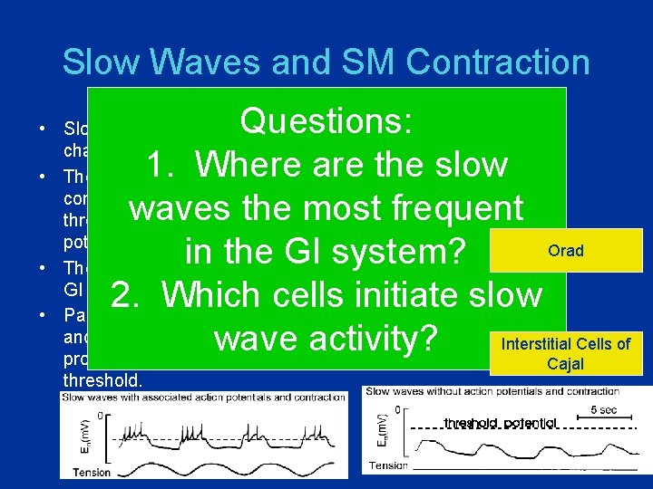 Slow Waves and SM Contraction Questions: 1. Where are the slow waves the most