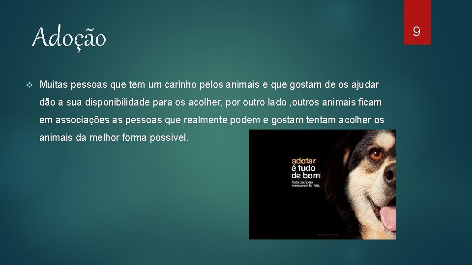 Adoção v Muitas pessoas que tem um carinho pelos animais e que gostam de