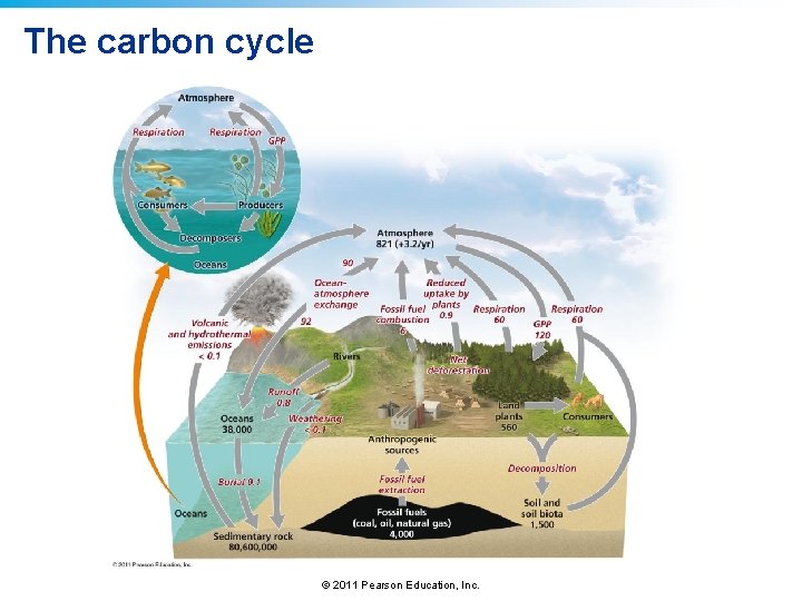 The carbon cycle © 2011 Pearson Education, Inc. The carbon cycle © 2011 Pearson Education, Inc.