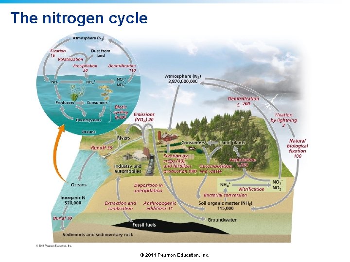 The nitrogen cycle © 2011 Pearson Education, Inc. The nitrogen cycle © 2011 Pearson Education, Inc.
