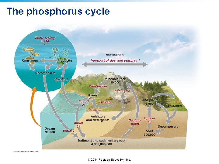 The phosphorus cycle © 2011 Pearson Education, Inc. The phosphorus cycle © 2011 Pearson Education, Inc.