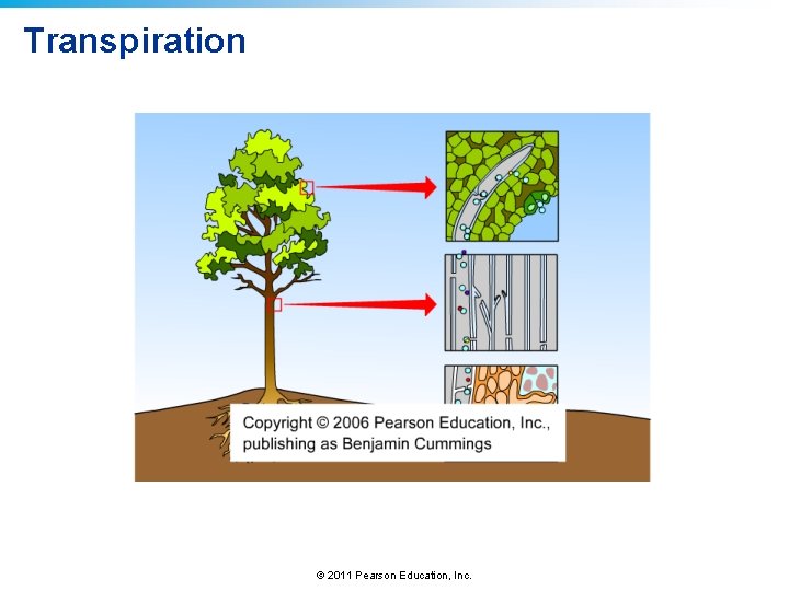 Transpiration © 2011 Pearson Education, Inc. Transpiration © 2011 Pearson Education, Inc.