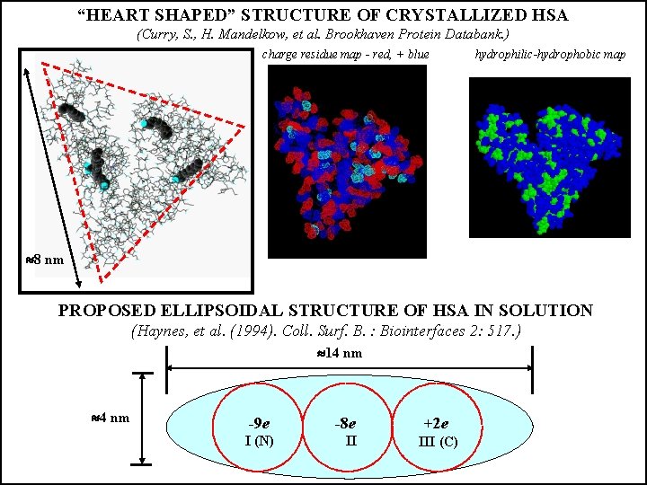 “HEART SHAPED” STRUCTURE OF CRYSTALLIZED HSA (Curry, S. , H. Mandelkow, et al. Brookhaven