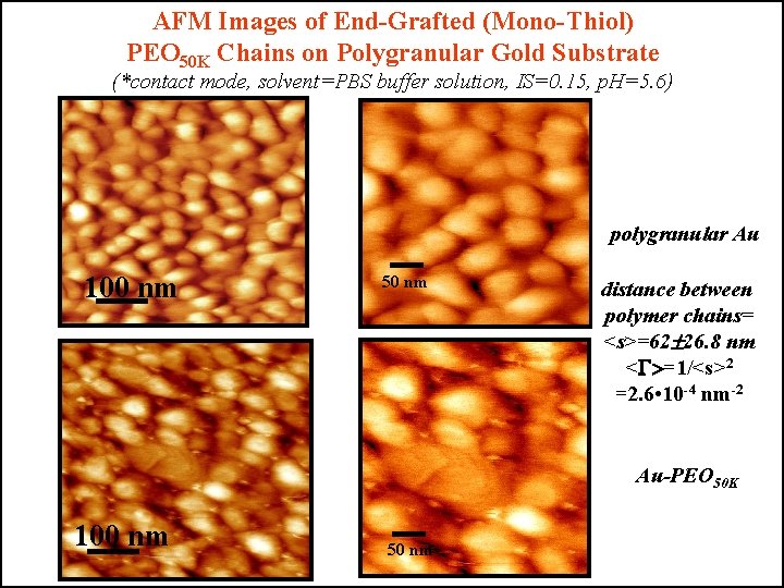 AFM Images of End-Grafted (Mono-Thiol) PEO 50 K Chains on Polygranular Gold Substrate (*contact