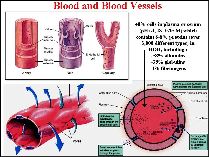 Blood and Blood Vessels 40% cells in plasma or serum (p. H 7. 4,