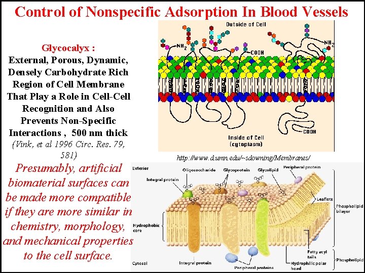 Control of Nonspecific Adsorption In Blood Vessels Glycocalyx : External, Porous, Dynamic, Densely Carbohydrate