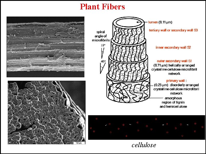 Plant Fibers cellulose 