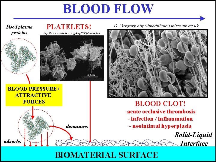 BLOOD FLOW blood plasma proteins PLATELETS! D. Gregory http: //medphoto. wellcome. ac. uk http: