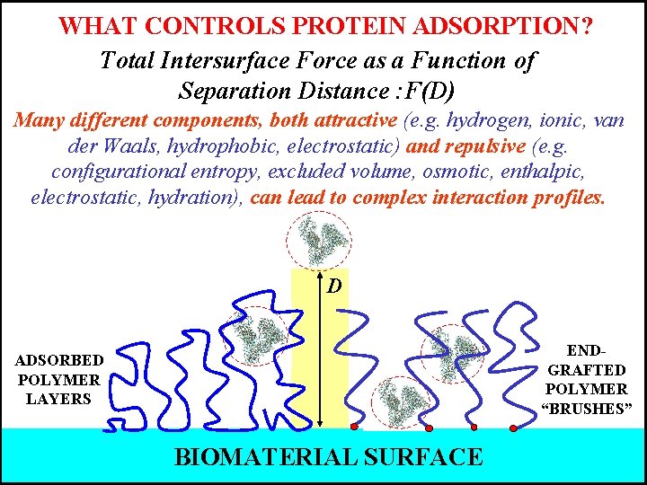 WHAT CONTROLS PROTEIN ADSORPTION? Total Intersurface Force as a Function of Separation Distance :