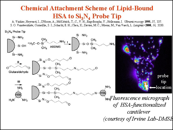 Chemical Attachment Scheme of Lipid-Bound HSA to Si 3 N 4 Probe Tip A.