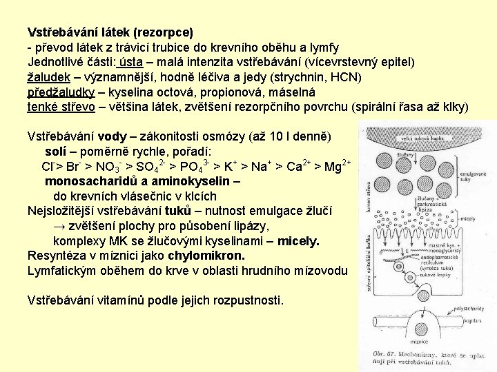 Vstřebávání látek (rezorpce) - převod látek z trávicí trubice do krevního oběhu a lymfy