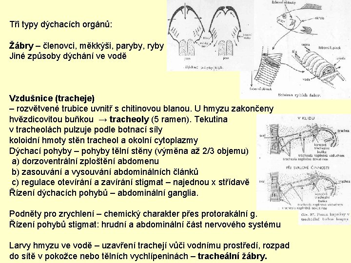 Tři typy dýchacích orgánů: Žábry – členovci, měkkýši, paryby, ryby Jiné způsoby dýchání ve