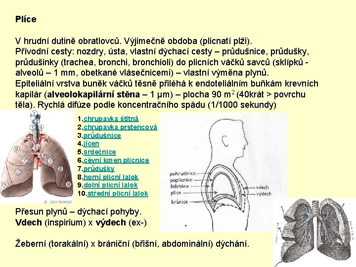 Plíce V hrudní dutině obratlovců. Výjimečně obdoba (plicnatí plži). Přívodní cesty: nozdry, ústa, vlastní