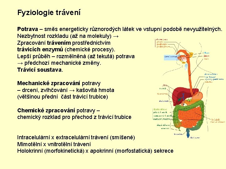 Fyziologie trávení Potrava – směs energeticky různorodých látek ve vstupní podobě nevyužitelných. Nezbytnost rozkladu