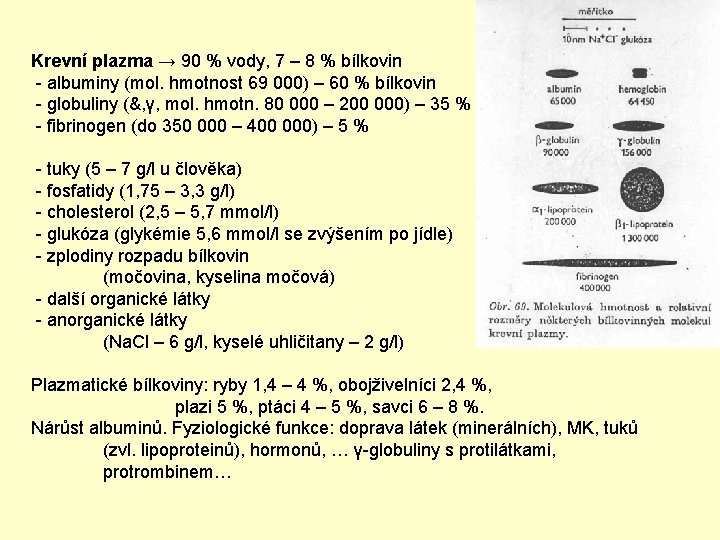 Krevní plazma → 90 % vody, 7 – 8 % bílkovin - albuminy (mol.