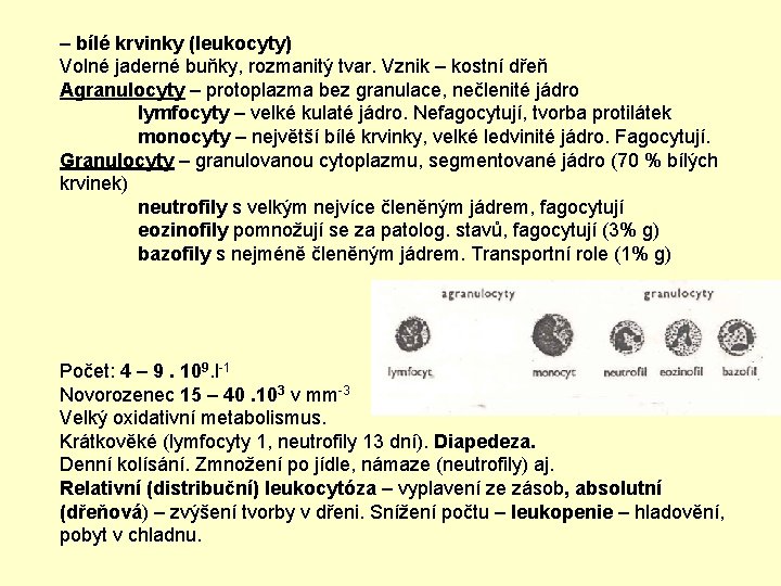 – bílé krvinky (leukocyty) Volné jaderné buňky, rozmanitý tvar. Vznik – kostní dřeň Agranulocyty