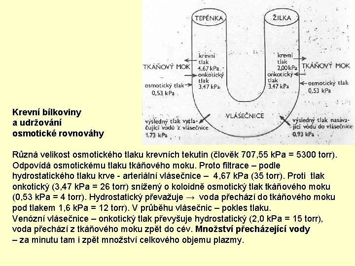 Krevní bílkoviny a udržování osmotické rovnováhy Různá velikost osmotického tlaku krevních tekutin (člověk 707,