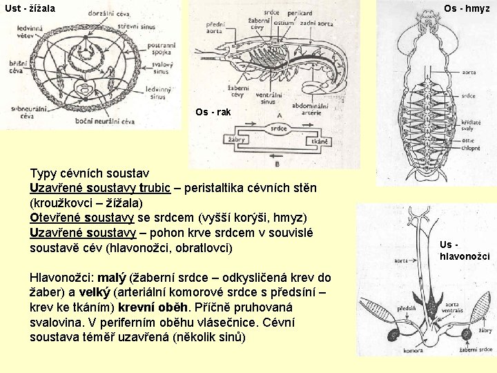 Ust - žížala Os - hmyz Os - rak Typy cévních soustav Uzavřené soustavy