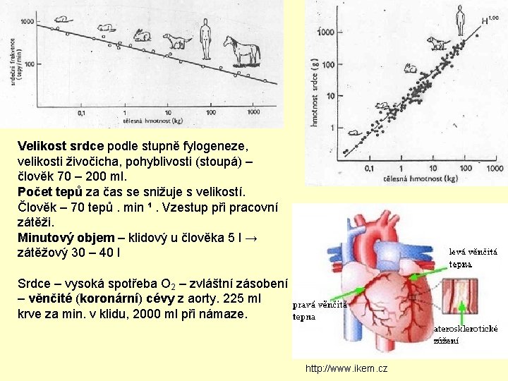 Velikost srdce podle stupně fylogeneze, velikosti živočicha, pohyblivosti (stoupá) – člověk 70 – 200