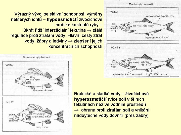 Výrazný vývoj selektivní schopnosti výměny některých iontů – hypoosmotičtí živočichové – mořské kostnaté ryby