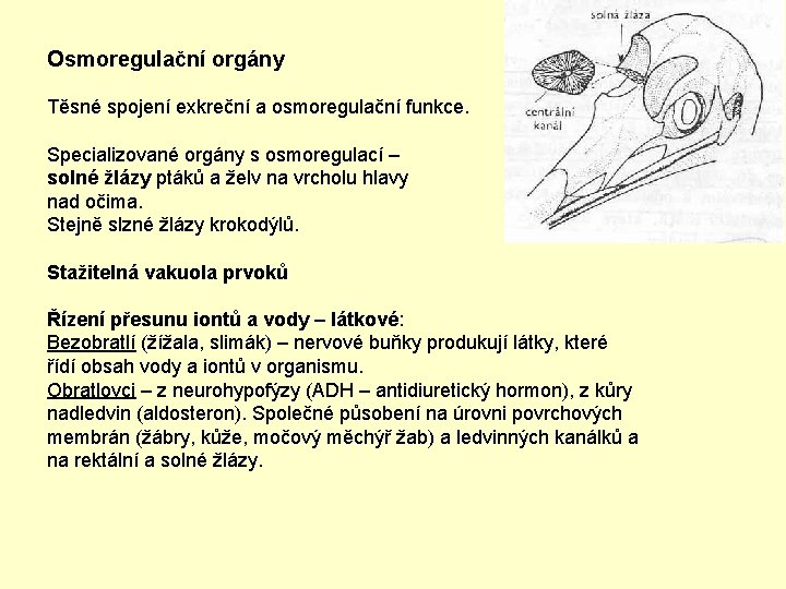 Osmoregulační orgány Těsné spojení exkreční a osmoregulační funkce. Specializované orgány s osmoregulací – solné