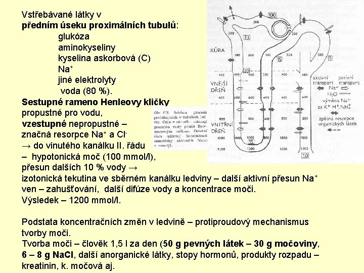 Vstřebávané látky v předním úseku proximálních tubulů: glukóza aminokyseliny kyselina askorbová (C) Na+ jiné