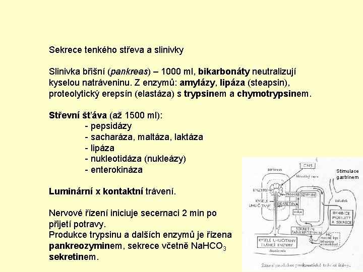 Sekrece tenkého střeva a slinivky Slinivka břišní (pankreas) – 1000 ml, bikarbonáty neutralizují kyselou