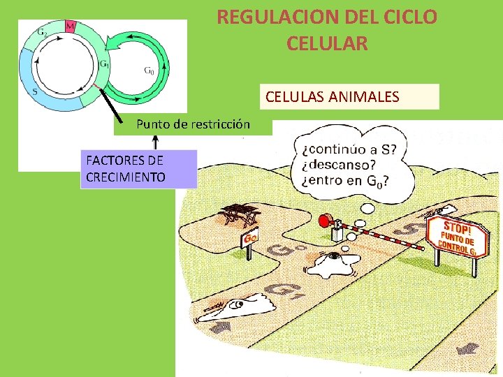 REGULACION DEL CICLO CELULAR CELULAS ANIMALES Punto de restricción FACTORES DE CRECIMIENTO 