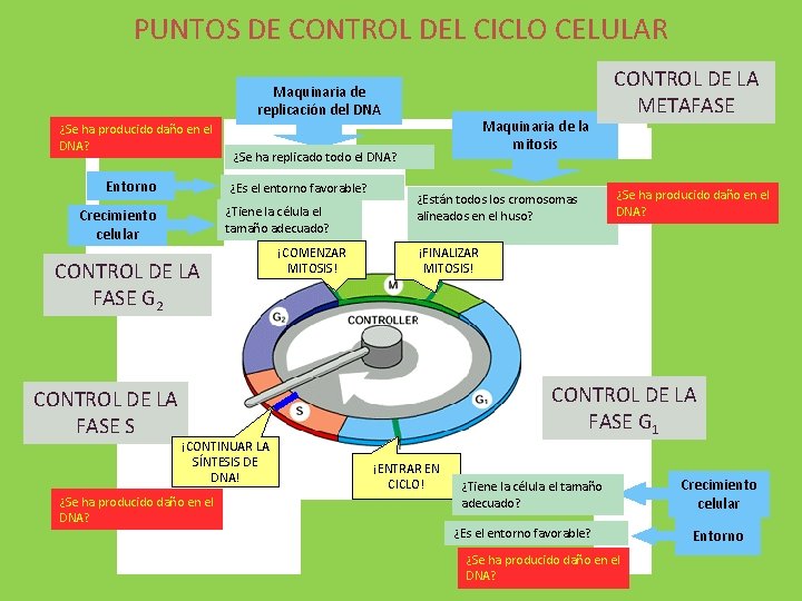 PUNTOS DE CONTROL DEL CICLO CELULAR Maquinaria de replicación del DNA ¿Se ha producido