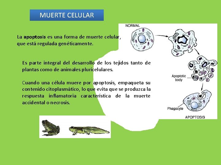 MUERTE CELULAR La apoptosis es una forma de muerte celular, que está regulada genéticamente.