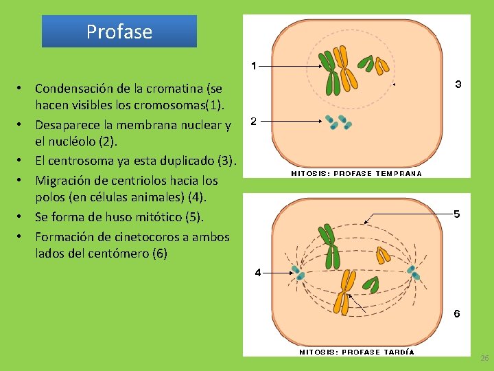 Profase • Condensación de la cromatina (se hacen visibles los cromosomas(1). • Desaparece la