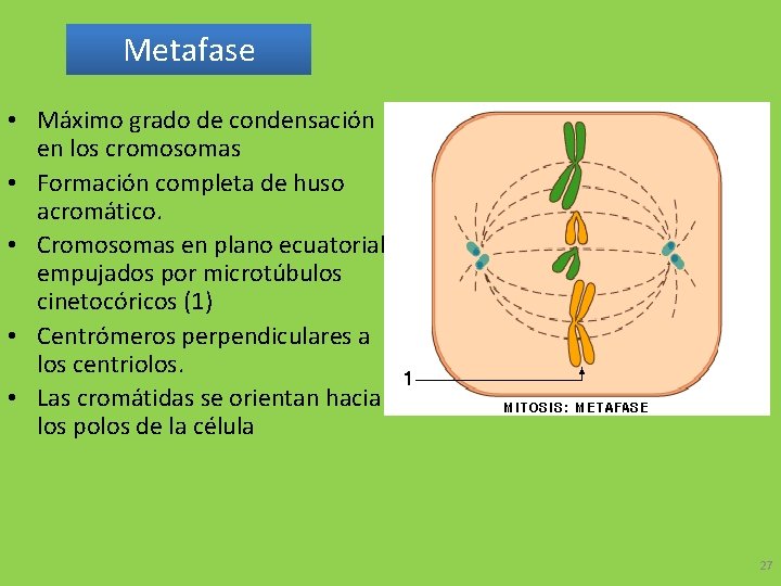 Metafase • Máximo grado de condensación en los cromosomas • Formación completa de huso
