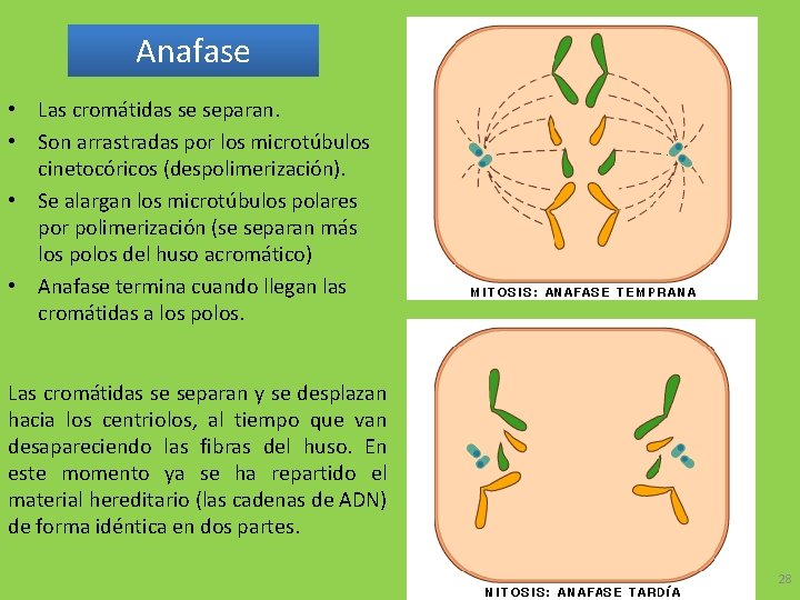 Anafase • Las cromátidas se separan. • Son arrastradas por los microtúbulos cinetocóricos (despolimerización).