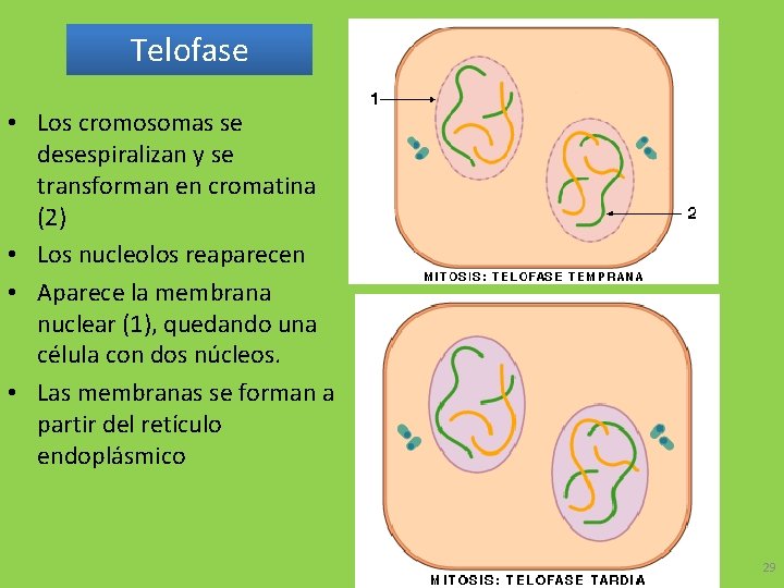 Telofase • Los cromosomas se desespiralizan y se transforman en cromatina (2) • Los