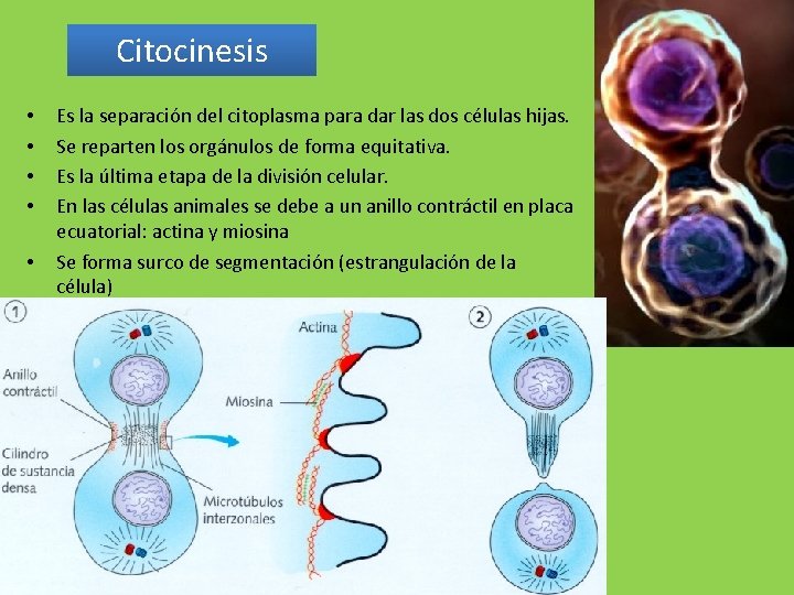Citocinesis • • • Es la separación del citoplasma para dar las dos células
