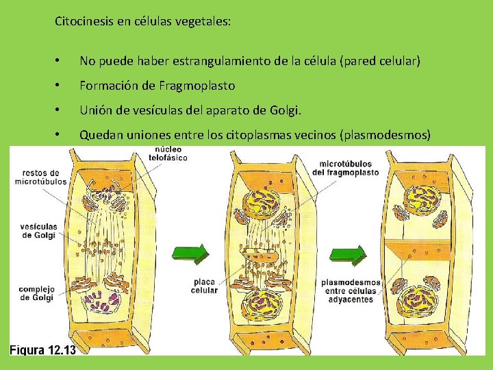Citocinesis en células vegetales: • No puede haber estrangulamiento de la célula (pared celular)