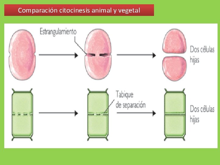 Comparación citocinesis animal y vegetal 